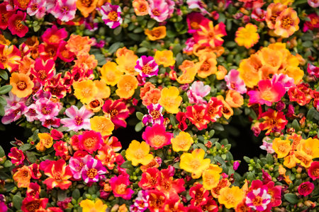 Beautiful flowers at the plant market in Thailand.の写真素材