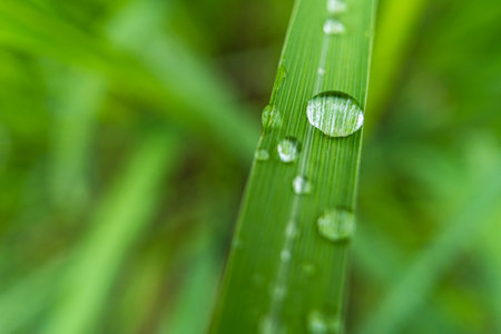 Clear raindrops on the green grass after the rain in the daytime. Photo for wallpaper and background. Nature photo looks nice and refreshing.の写真素材