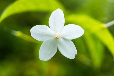white flower on green leaf backgroundの写真素材