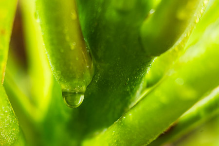 Water drops on a green twig of a plant after raining.