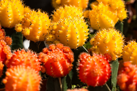 Red and yellow small cactus in the pot.の写真素材