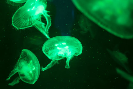 Colorful Jellyfish underwater, Jellyfish moving in water. Beautiful light reflection on Jellyfish in...
