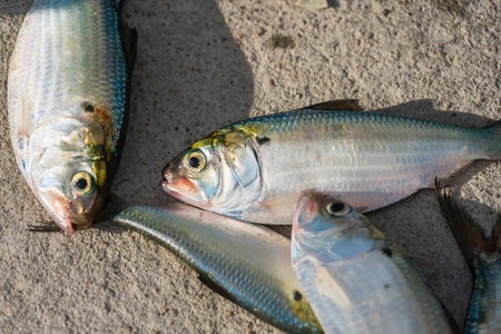 fresh small fish caught directly from the seaの写真素材