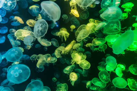 Colorful Jellyfish underwater, Jellyfish moving in water. Beautiful light reflection on Jellyfish in the aquarium.の写真素材