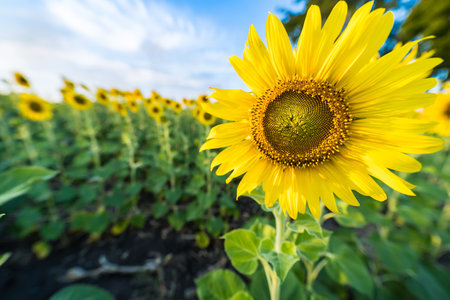 Closeup sunflower blooming in sunlight.Thailand.の写真素材