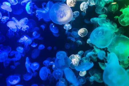 Colorful Jellyfish underwater, Jellyfish moving in water. Beautiful light reflection on Jellyfish in the aquarium.の写真素材