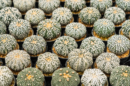 Beautiful cactus in flowerpot with sunlight for background and texture.の写真素材