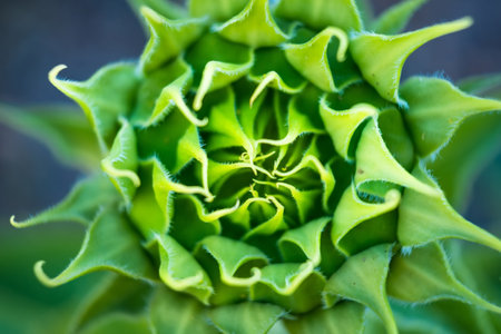 undisclosed sunflower flower from close upの写真素材