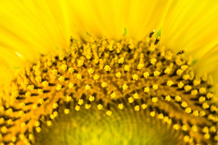 Extreme close up sunflower flower pollen detailの写真素材