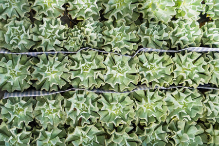 Close up of Crassulaceae, Used for general decoration in the house and garden.の写真素材