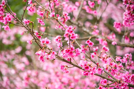 Pink Blossoms in Spring Garden Bloom with Beauty