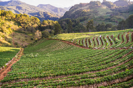 Landscape Sunset at of Strawberry Plantation with sunrise morning mist at Doi Ang Khang , Chiang Mai, Thailand.の写真素材