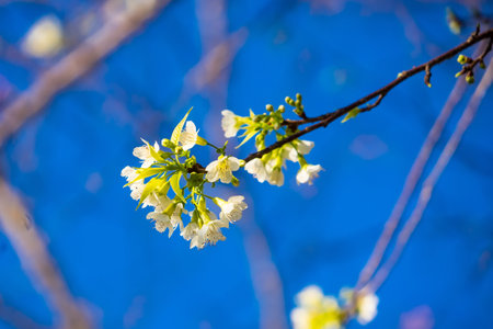 Pulm white blossom flowers against a blue skyの写真素材