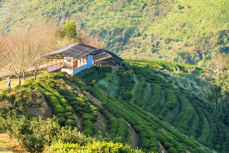 Landscape of tea farm 2000 at Doi Ang-Khang , Chaing Mai, Thailandの写真素材