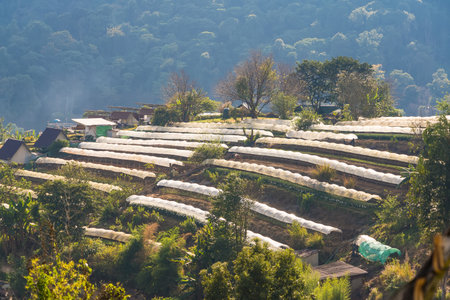 Landscape on Doi Intanon National Park,Chiang mai Thailandの写真素材