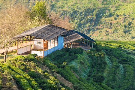 Landscape of tea farm 2000 at Doi Ang-Khang , Chaing Mai, Thailandの写真素材