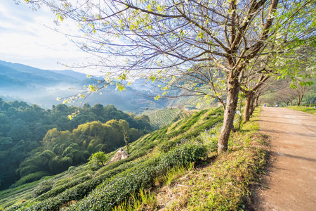 Landscape of tea farm 2000 at Doi Ang-Khang , Chaing Mai, Thailandの写真素材