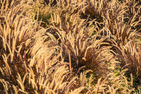 Grass that reflects the sun light in the evening in the backyard. Concept for nature.
