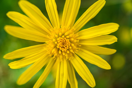 A close-up of a yellow chrysanthemumの写真素材
