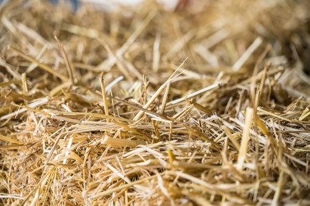 straw, dry straw, straw background texture.の写真素材