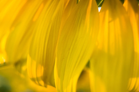 Closeup sunflower blooming in sunlight.Thailand.の写真素材
