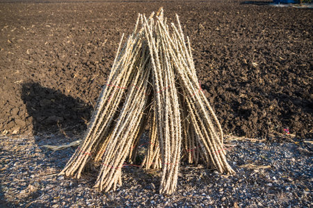 Bundle of stems of cassava.Grow cassava. preparing for Cassava field planting, Bunches of breeding sapling of cassava in plantの写真素材
