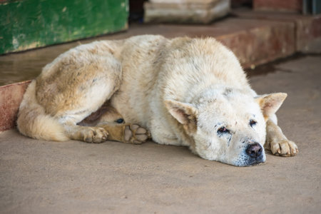 Stray dog sitting with grey floor background.の写真素材