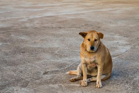Stray dog sitting with grey floor background.の写真素材