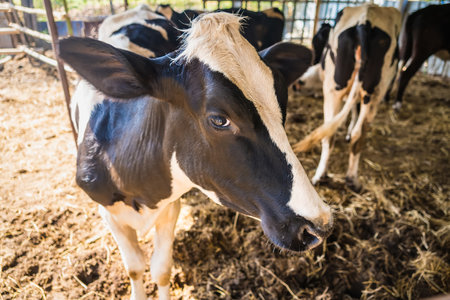 Holstein black and white spotted milk cow in the early morning of the Thai countryside.の写真素材