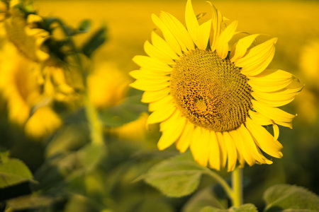 Sunflower field at beautiful in the evening. Sunflower natural background.の写真素材