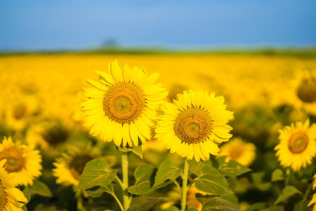 Sunflower blooming in sunlight.Thailand.の写真素材