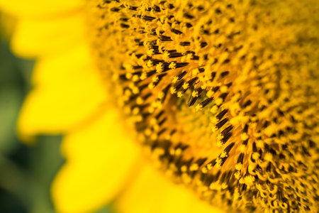 Closeup sunflower blooming in sunlight.Thailand.の写真素材