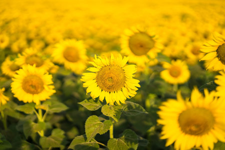 Sunflower field at sunset. Sunflower oil improves skin health and promote cell regeneration.の写真素材