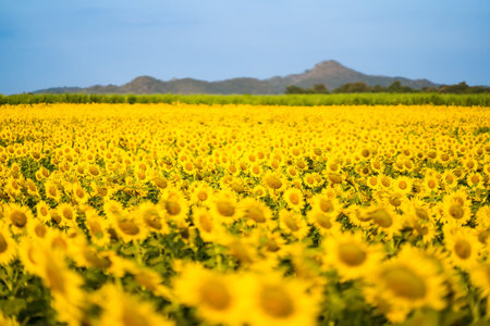 Beautiful sunflower flower blooming in sunflowers field. Popular tourist attractions of Lopburi province. flower field on winter seasonの写真素材