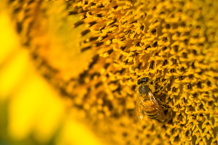 Honey bee pollinating sunflower plant. Close up Sunflowers and flying beeの写真素材