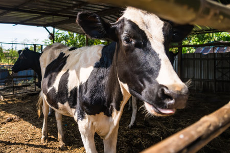 Holstein black and white spotted milk cow in the early morning of the Thai countryside.の写真素材