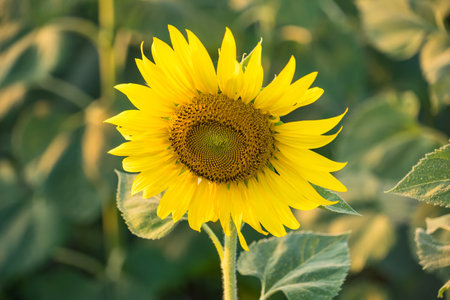 Sunflower blooming in sunlight.Thailand.の写真素材
