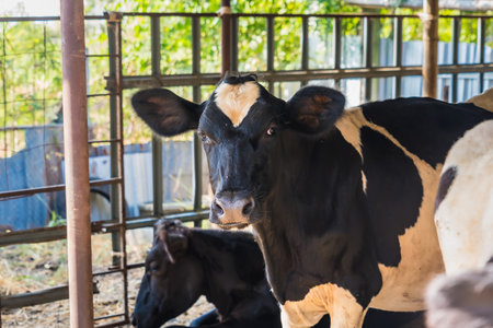 Holstein black and white spotted milk cow in the early morning of the Thai countryside.の写真素材