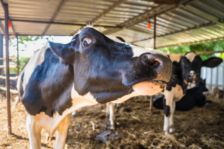 Holstein black and white spotted milk cow in the early morning of the Thai countryside.の写真素材