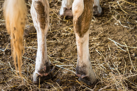 Cow's foot.Cow's legs in the cow stallの写真素材