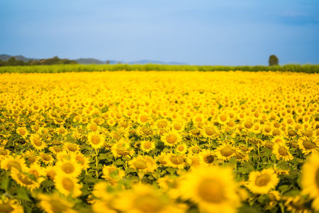 Beautiful sunflower flower blooming in sunflowers field. Popular tourist attractions of Lopburi province. flower field on winter seasonの写真素材