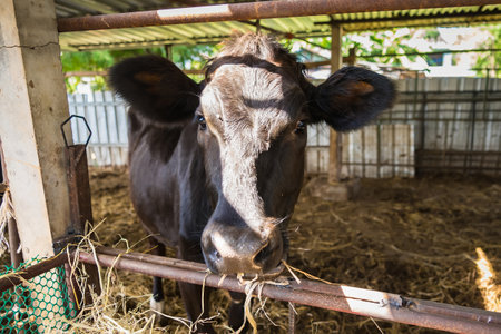 Holstein black and white spotted milk cow in the early morning of the Thai countryside.の写真素材