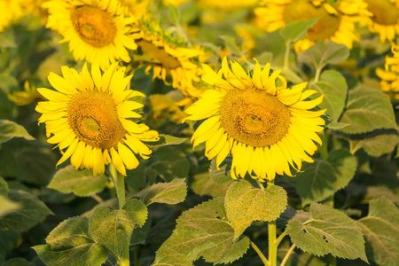 Sunflower blooming in sunlight.Thailand.の写真素材