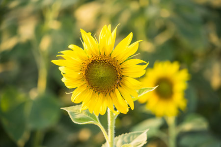 Sunflower blooming in sunlight.Thailand.の写真素材