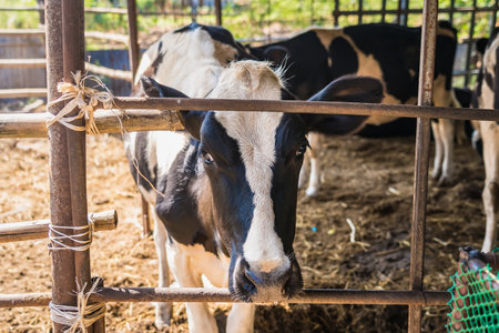Holstein black and white spotted milk cow in the early morning of the Thai countryside.の写真素材