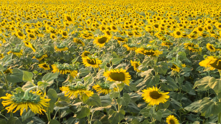 Beautiful sunflower flower blooming in sunflowers field. Popular tourist attractions of Lopburi province. flower field on winter seasonの写真素材