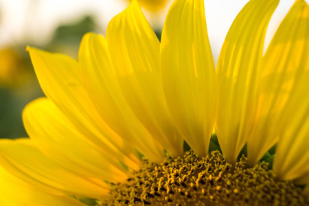 Closeup sunflower blooming in sunlight.Thailand.の写真素材