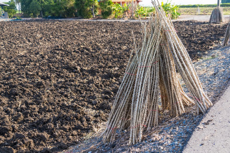 Bundle of stems of cassava.Grow cassava. preparing for Cassava field planting, Bunches of breeding sapling of cassava in plantの写真素材