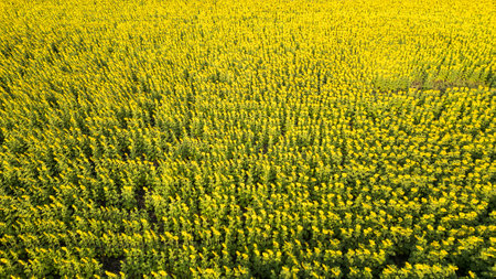 Beautiful sunflower flower blooming in sunflowers field. Popular tourist attractions of Lopburi province. flower field on winter seasonの写真素材