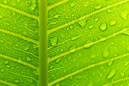 Macro closeup of Beautiful fresh green leaf with drop of water in morning sunlight nature background.の写真素材